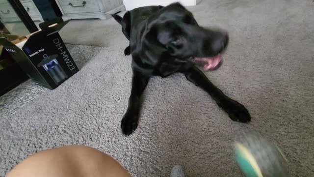 This Labrador throws the ball back!!