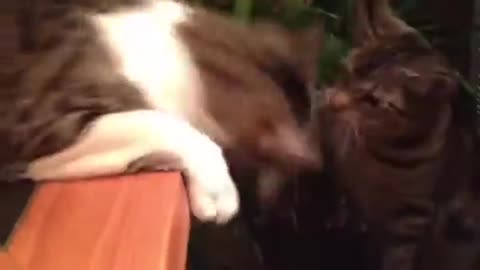 Fuzzy's playing