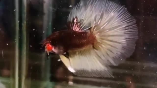 Halfmoon Betta Fish Yellow Cooper