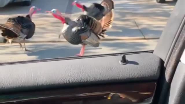 Turkey Whisperer Stops To Gobble