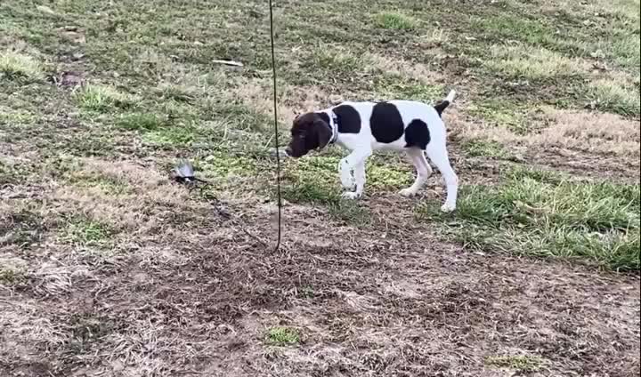 We start training as soon as their eyes open