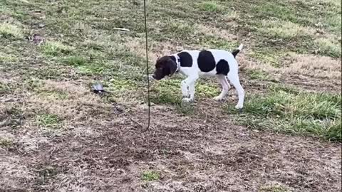 We start training as soon as their eyes open