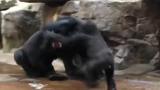 Gorilla's fighting each other