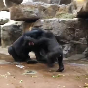 Gorilla's fighting each other
