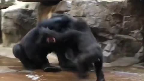 Gorilla's fighting each other