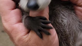 Baby Coon Getting Tickled
