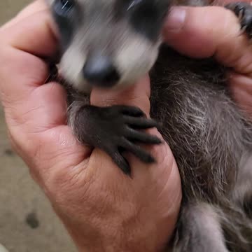 Baby Coon Getting Tickled