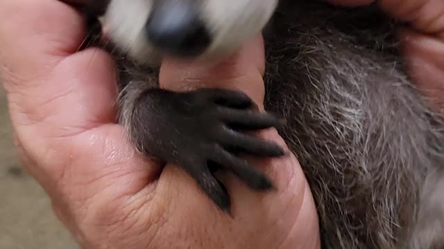 Baby Coon Getting Tickled