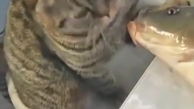 Cat and Fish Romantic Kiss Funny With Animals