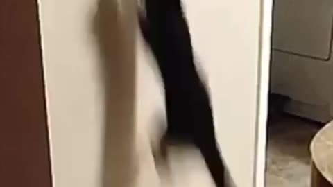 Talented cat