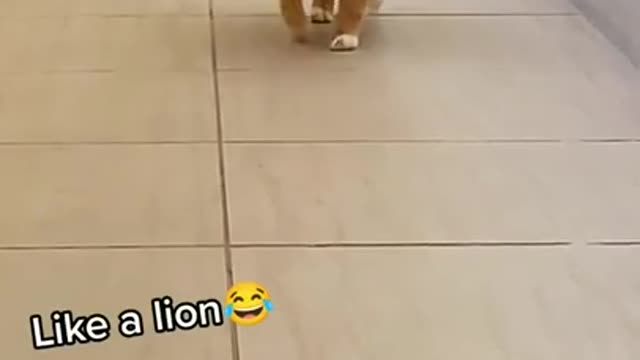 Like Cat → Like Lion
