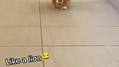 Like Cat → Like Lion