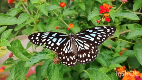 Beautiful butterflies enjoying wither