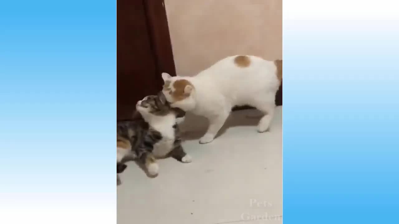 Compilation video Cat and Dog