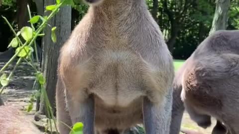 The kangaroo is a symbol of Australia, appears on the Australian coat of arms