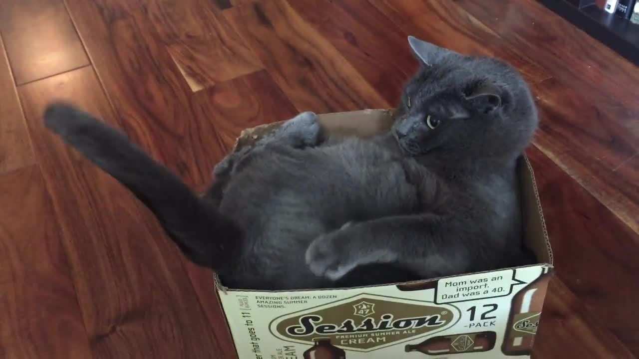 Cat play with his tail, so funny!