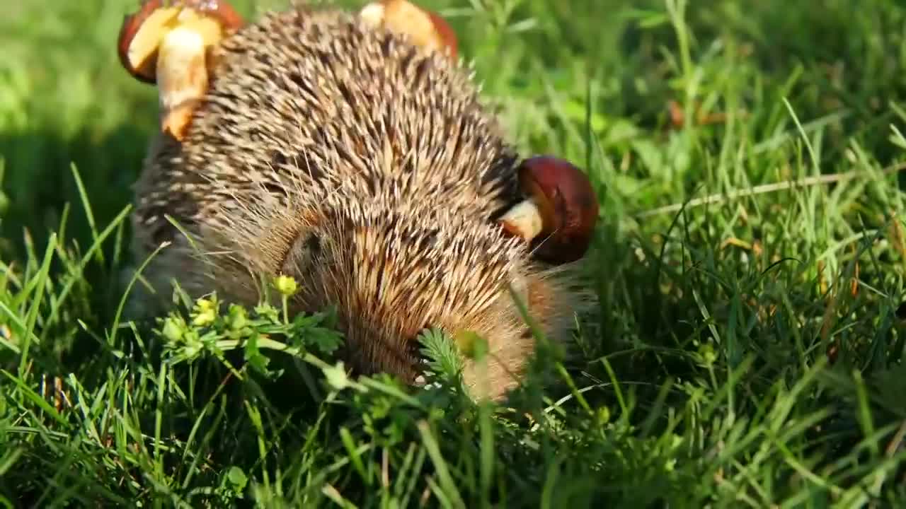 Animals wildlief relaxing music