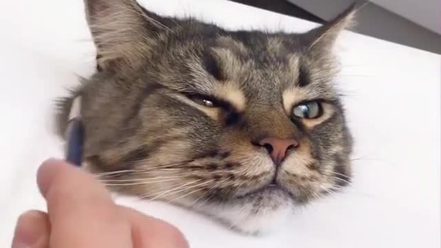 Painting a hyperrealistic cat face in 3D