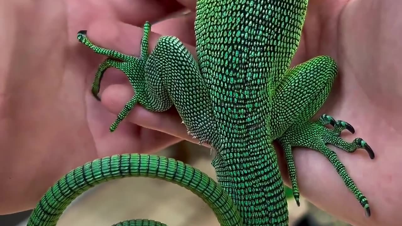 Distinctive tail curl of the Emerald tree monitor