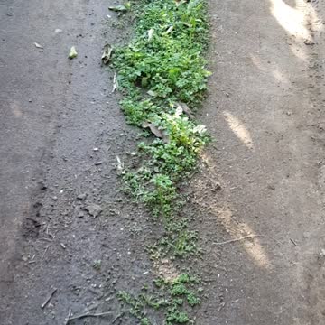 Organic Valencia Oranges