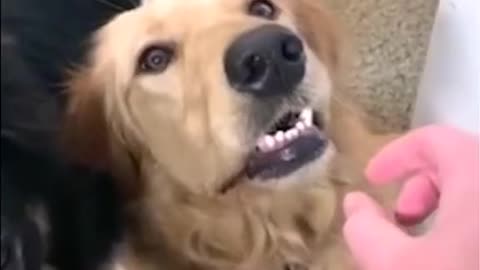 Funny dog video