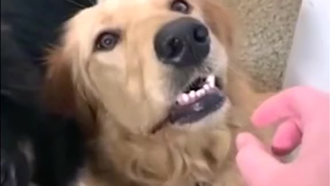 Funny dog video
