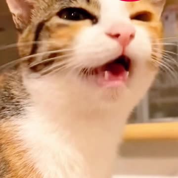 Cute cat videos and Fanny cat videos