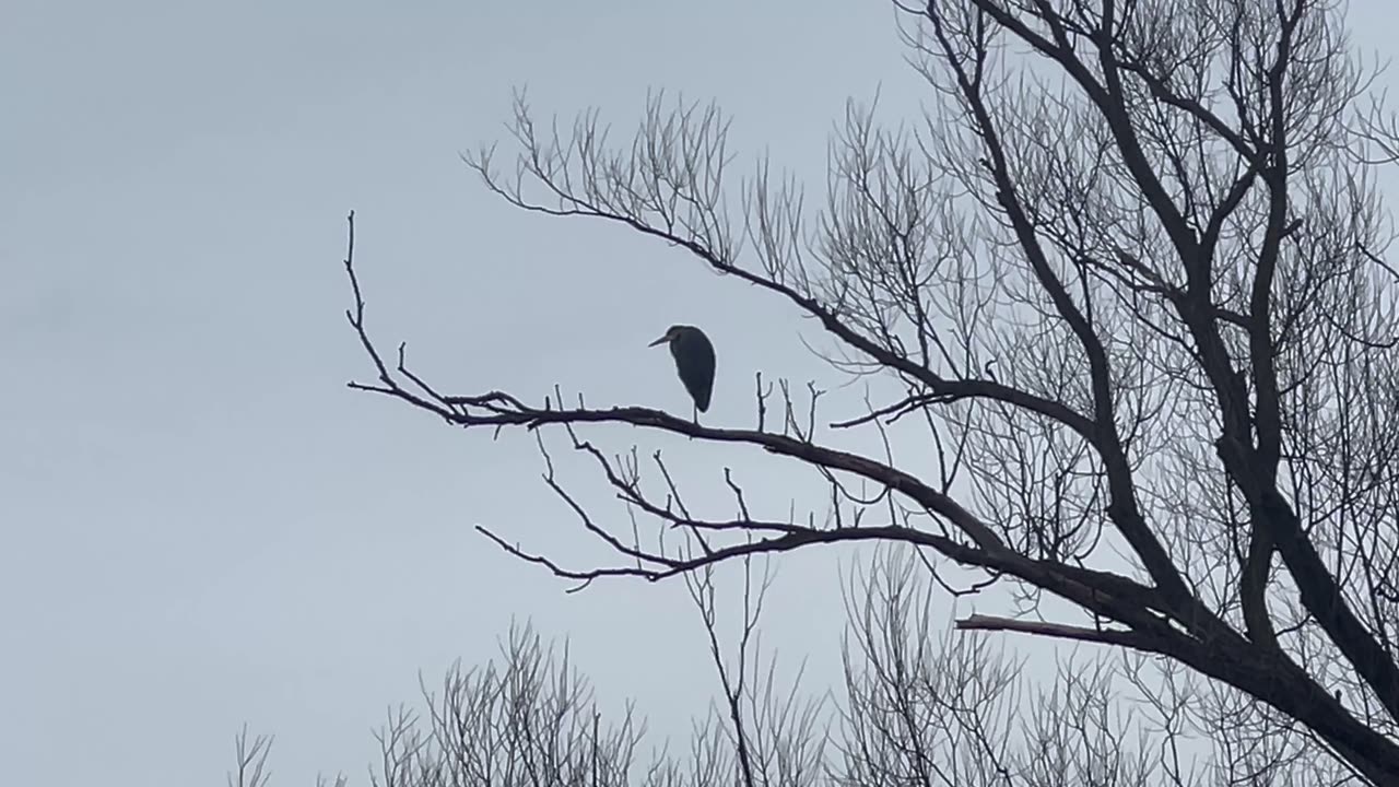 Great Blue Heron seems to love that branch