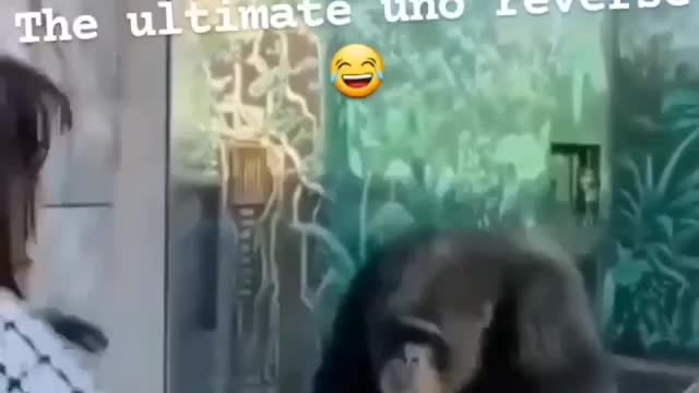 Chimpanzee and the boy show