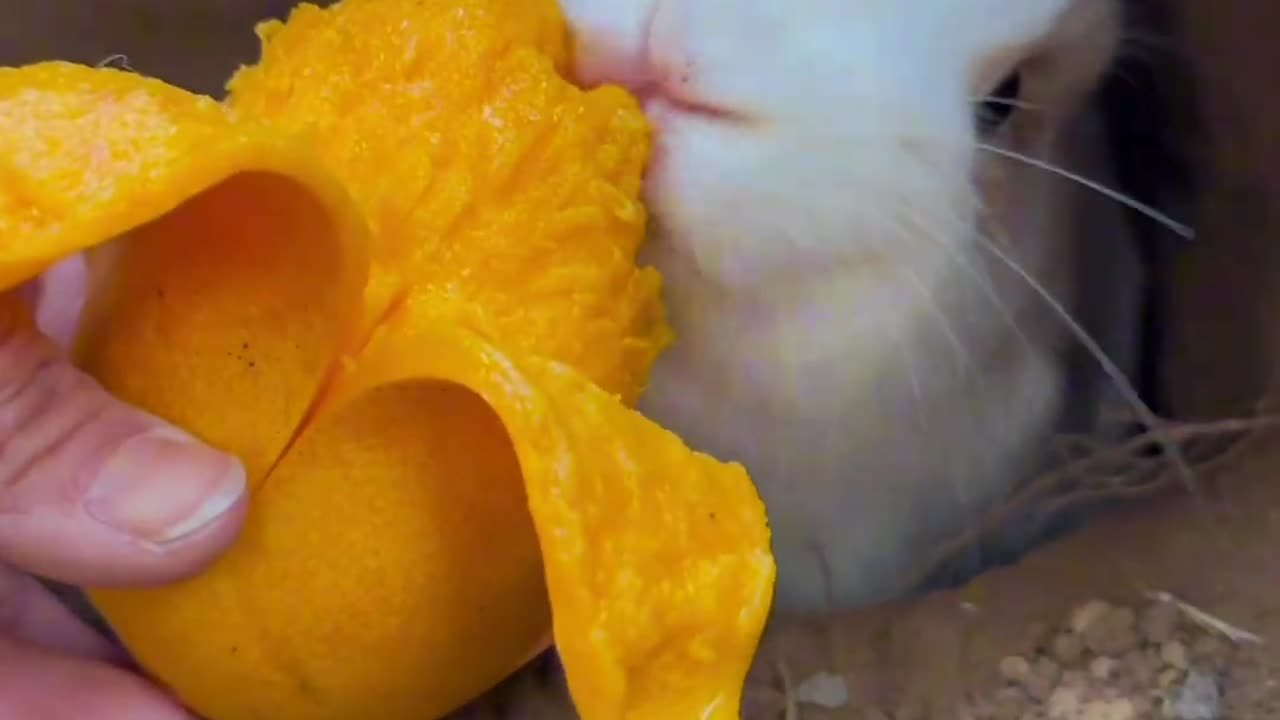 Rabbit Eating Mango