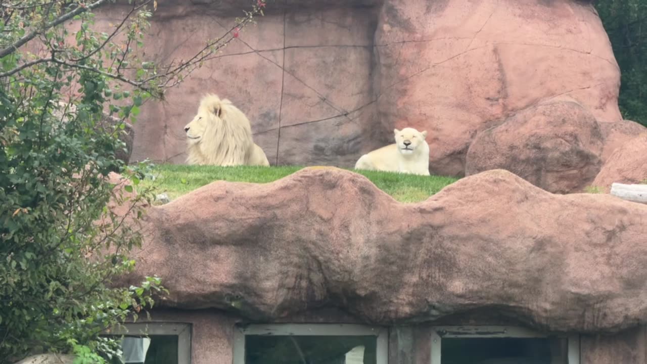 Toronto zoo compilation visit