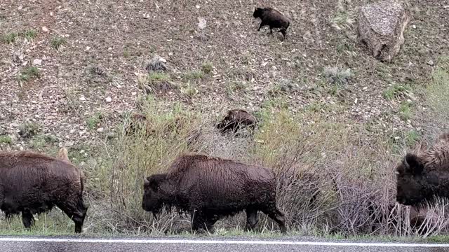 Bison and Babies Cross the River