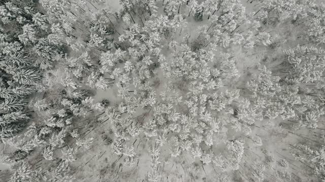 Aerial Footage Of Winter Forest