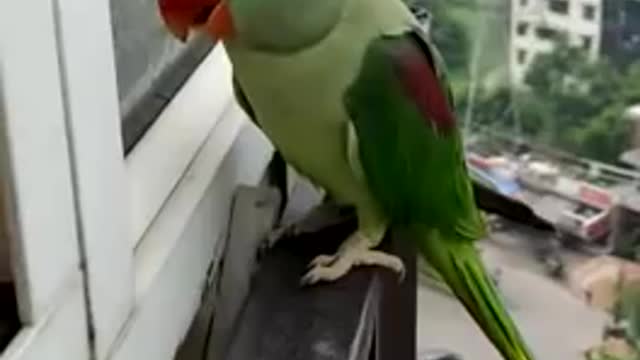 Friendly Talking parrot calling mummy