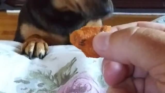 Funny dog | Funny dog life | funny animal 2