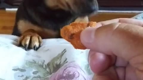 Funny dog | Funny dog life | funny animal 2