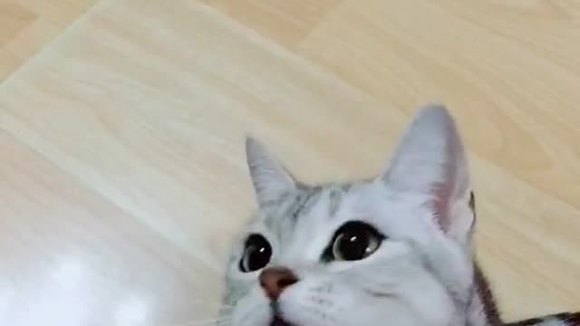I don't know what I'm looking at