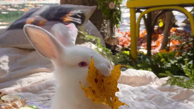 rabbit is trying to eat leaves