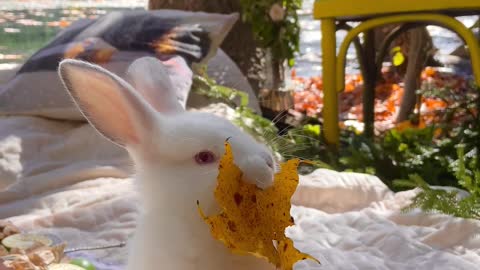 rabbit is trying to eat leaves