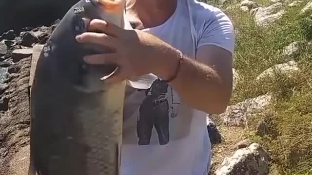 Catching a 3 foot buffalo carp / fish!