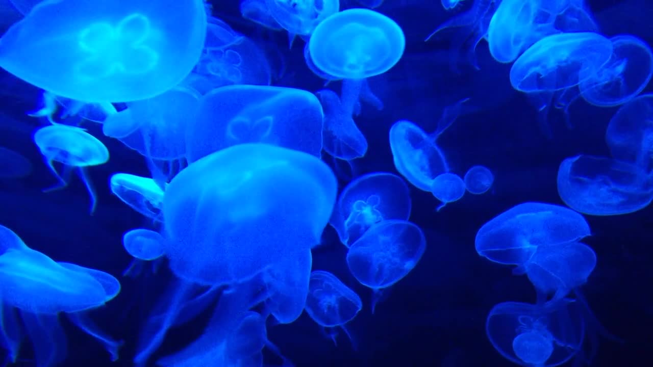 Night luminous jellyfish