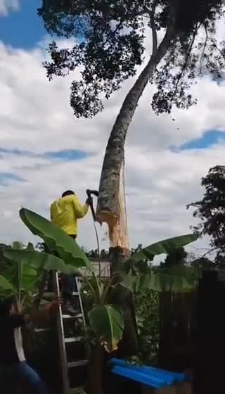 Tree's Revenge. 😄