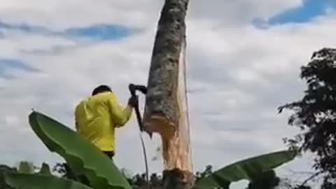 Tree's Revenge. 😄