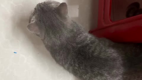 A cat that sniffs its owner's feet