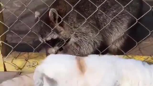 Cat Gets Tummy Scratches From Raccoon