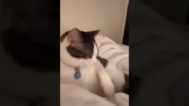 Cat voice sound funny video