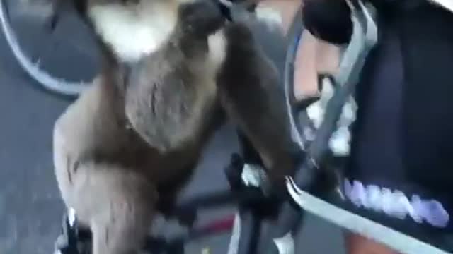 Thirsty koala approaches a drink from water bottle in Australia