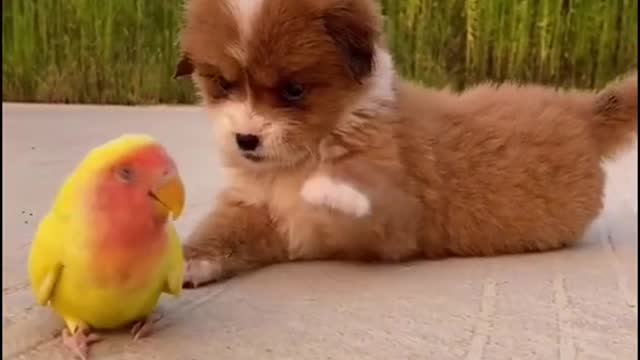 Play together