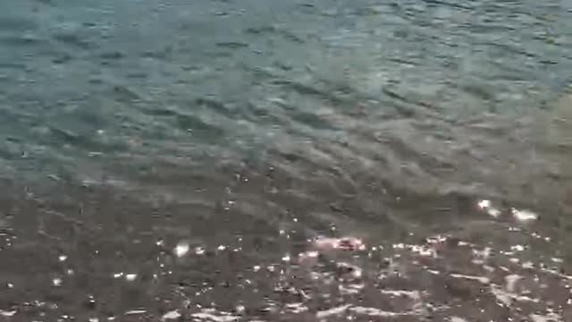 Shaking waves, sparkling seas.