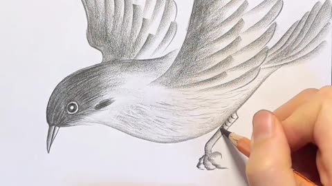 Learn how to draw with pencil